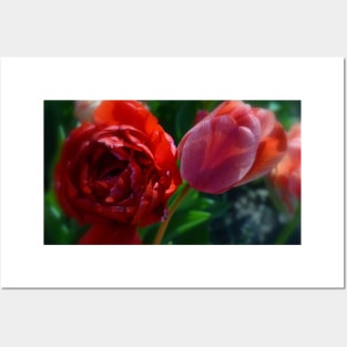 two red tulips Posters and Art